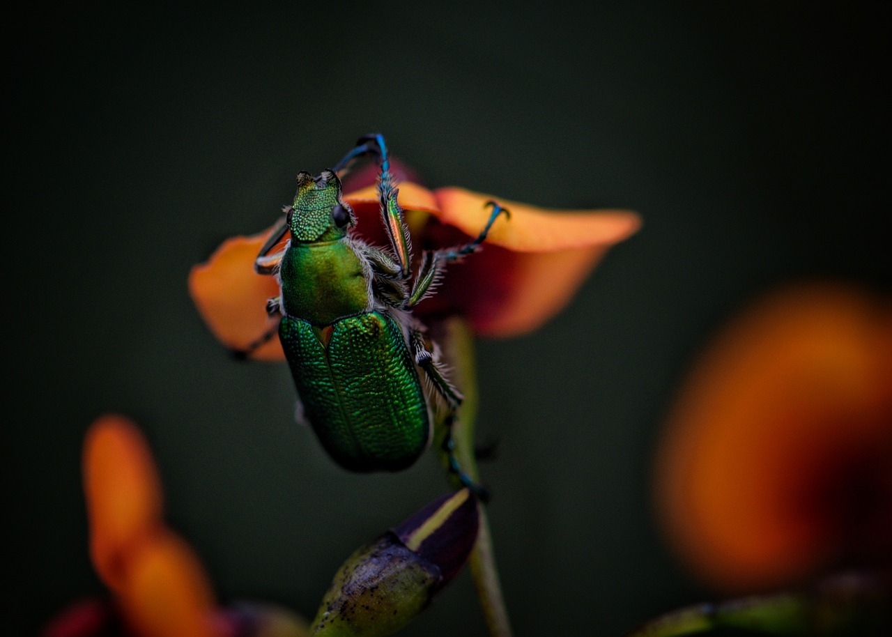 How Climate Change Drives Beetle Population Booms